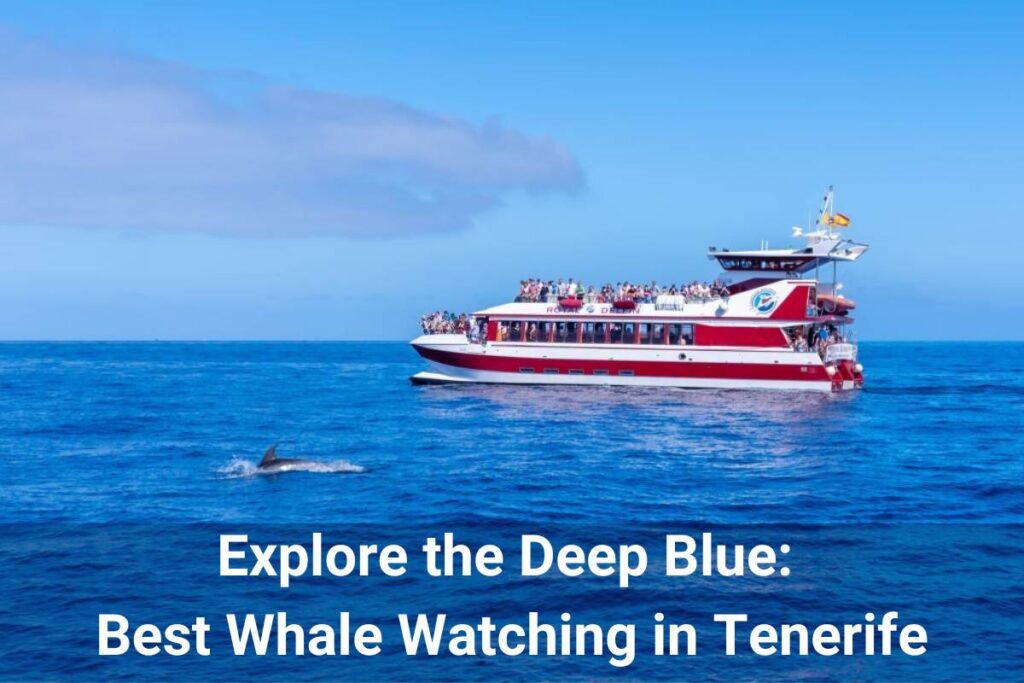 best Whale Watching Tenerife